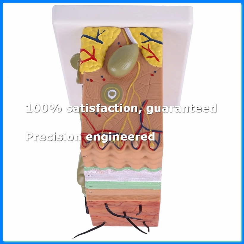 Skin Model, 50X Skin and Hair Structure Enlarge Model Anatomical Model Anatomy for Science Classroom-A49I
Skin Model, 50X Skin and Hair Structure Enlarge Model Anatomical Model Anatomy for Science Classroom-A49I