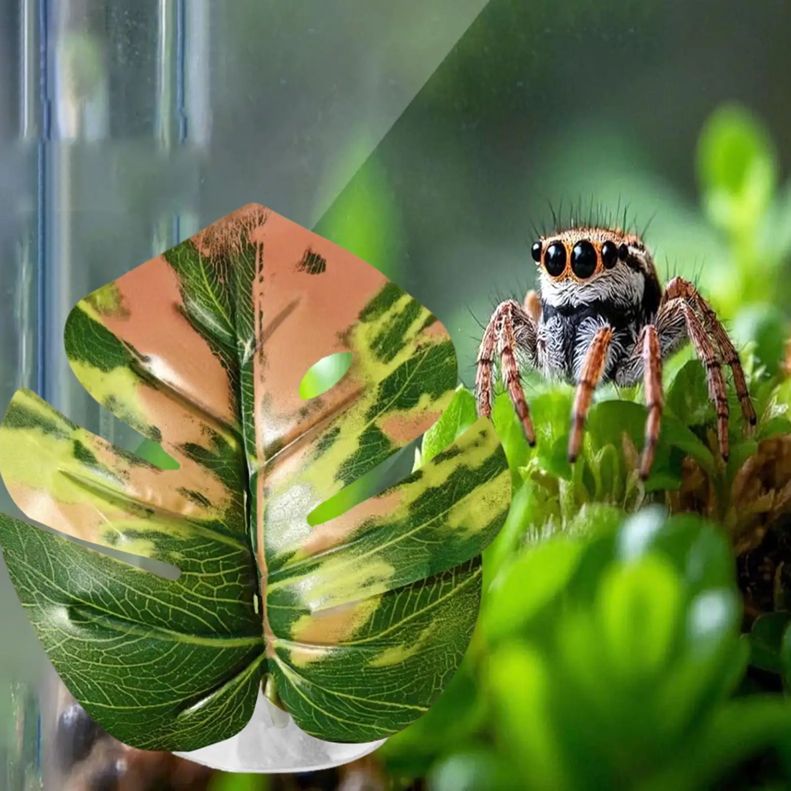 Имитация листа для прыжков паука, имитация домашних животных, товары с присоской, декор дома для прыжков в виде паука для теплицы, террариума
Имитация листа для прыжков паука, имитация домашних животных, товары с присоской, декор дома для прыжков в виде паука для теплицы, террариума