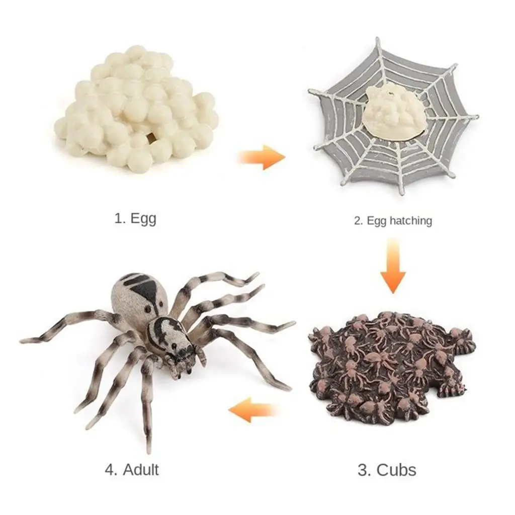 , Life Cycle of Spider. Realistic Animal Figurine Model
, Life Cycle of Spider. Realistic Animal Figurine Model