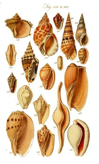 More Style Vintage Classic Nature Marine Shells Manual Art Film Print Silk Poster Home Wall Decor 24x36inch 
More Style Vintage Classic Nature Marine Shells Manual Art Film Print Silk Poster Home Wall Decor 24x36inch
