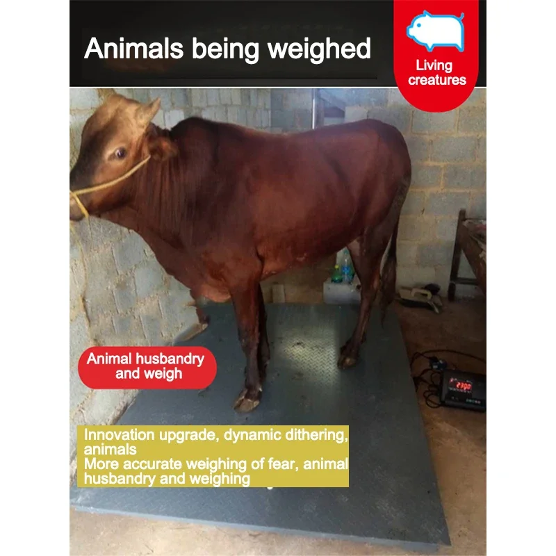1.5 X 1.5 M 3 Tons Industrial Digital Scale High- Precision Electronic Weighbridge With Fence For Livestock Weighing Anti Shake
1.5 X 1.5 M 3 Tons Industrial Digital Scale High- Precision Electronic Weighbridge With Fence For Livestock Weighing Anti Shake