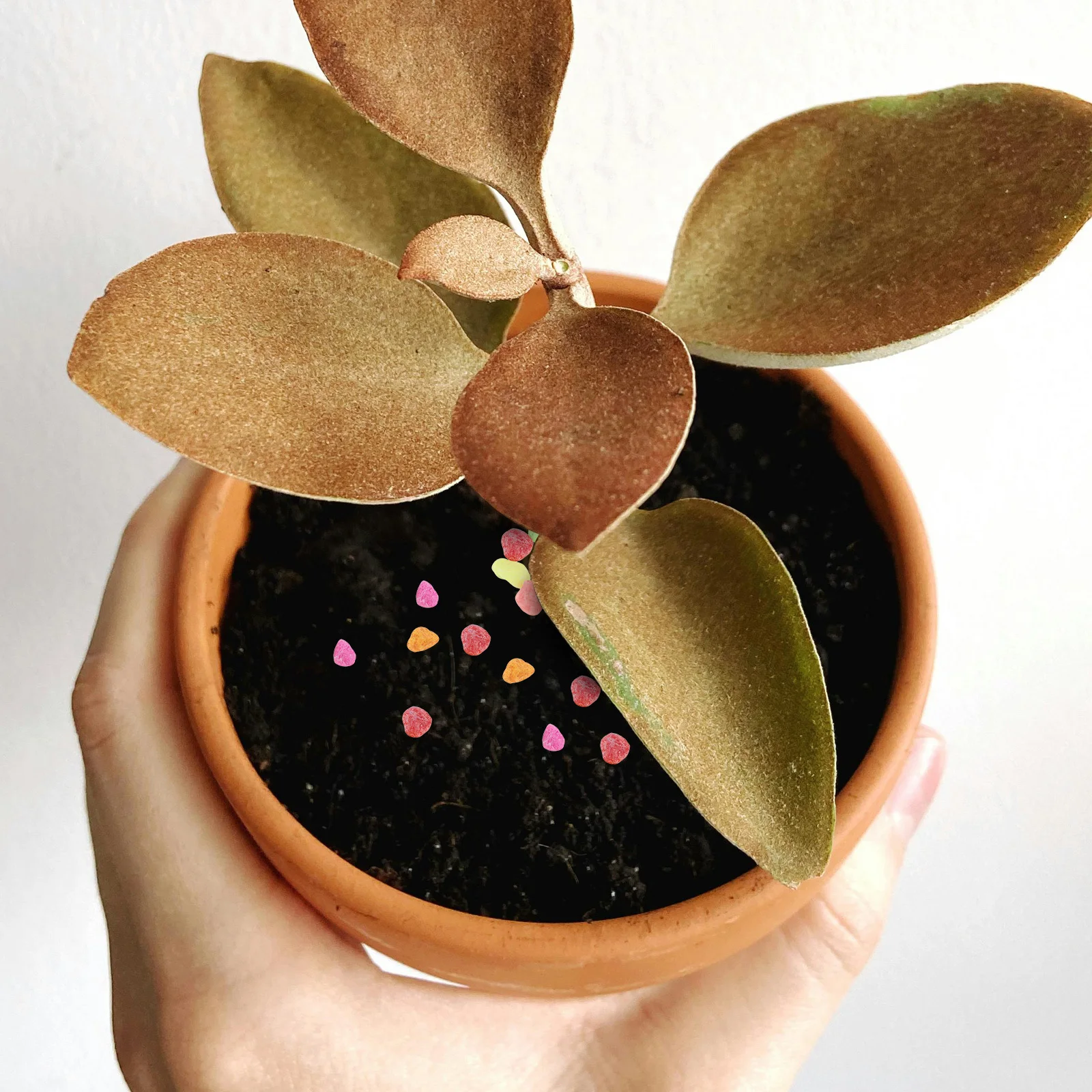 1Kg Mixed Color River Rocks For Plants Gravel Succulents Pebbles Aquarium Decorative Stone Vase Filler Hydroponic Garden Stones
1Kg Mixed Color River Rocks For Plants Gravel Succulents Pebbles Aquarium Decorative Stone Vase Filler Hydroponic Garden Stones