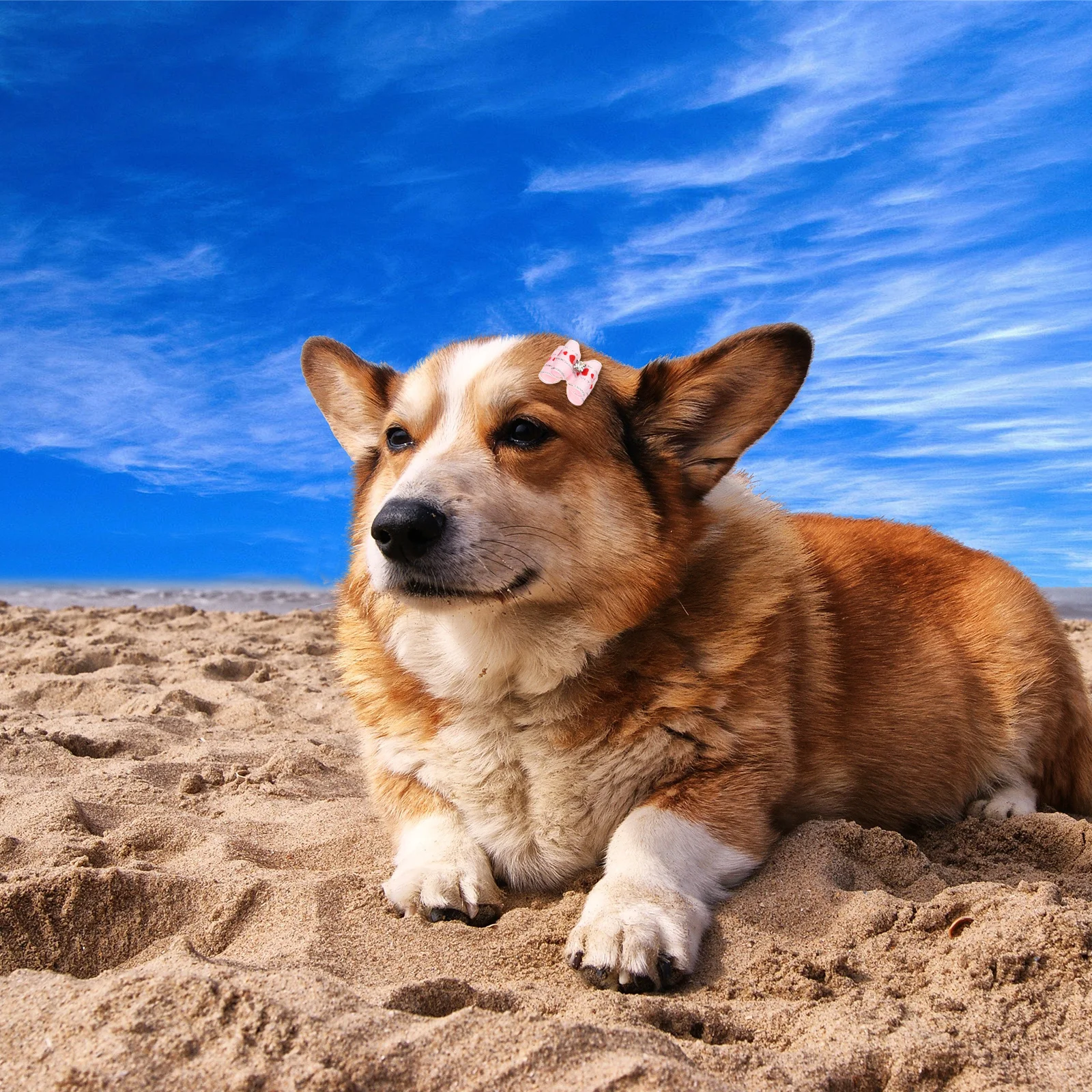 10pcs Pet Bow Hair Clips Solid Color Bowknot Design For Dog Puppy Cat Kitten Durable Grooming Bows Barrettes Headwear
10pcs Pet Bow Hair Clips Solid Color Bowknot Design For Dog Puppy Cat Kitten Durable Grooming Bows Barrettes Headwear