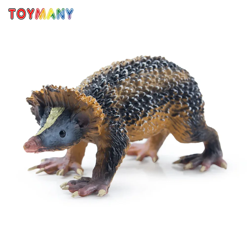 Toymany Simulation Lowland Streaked Tenrec Madagascar Animal Model Toy Mini Figures Dolls Action Figurines Toy Children Gife Cak
Toymany Simulation Lowland Streaked Tenrec Madagascar Animal Model Toy Mini Figures Dolls Action Figurines Toy Children Gife Cak