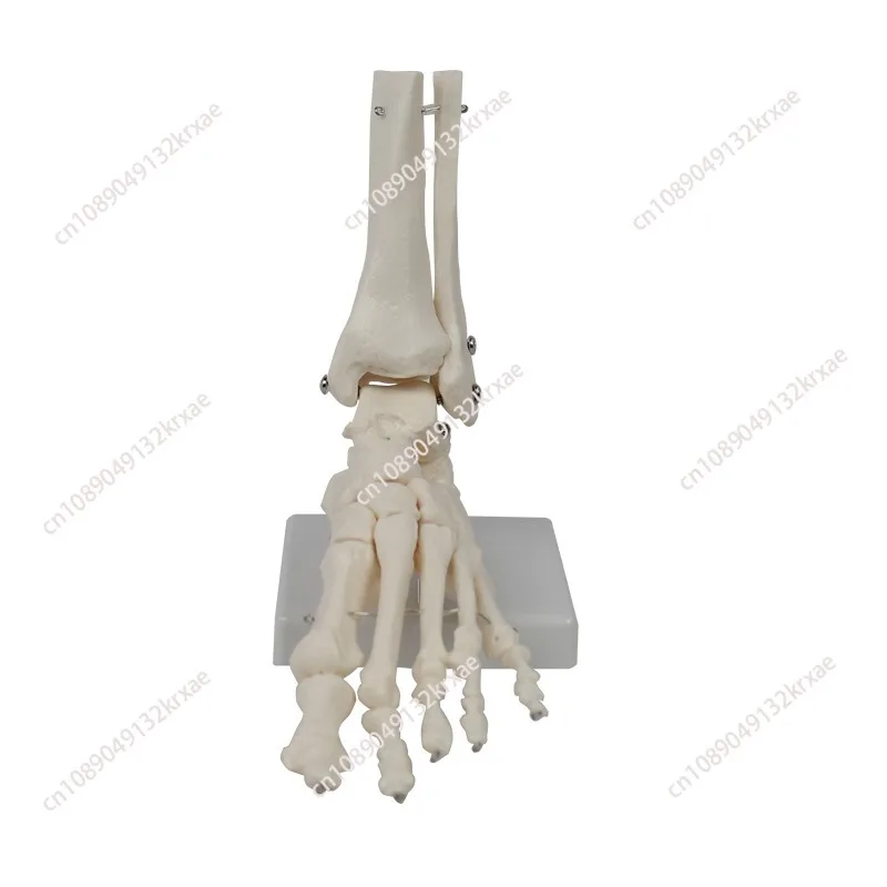 1:1 модель скелета стопы, медицинские исследования, кости стопы, модель скелета
1:1 модель скелета стопы, медицинские исследования, кости стопы, модель скелета
