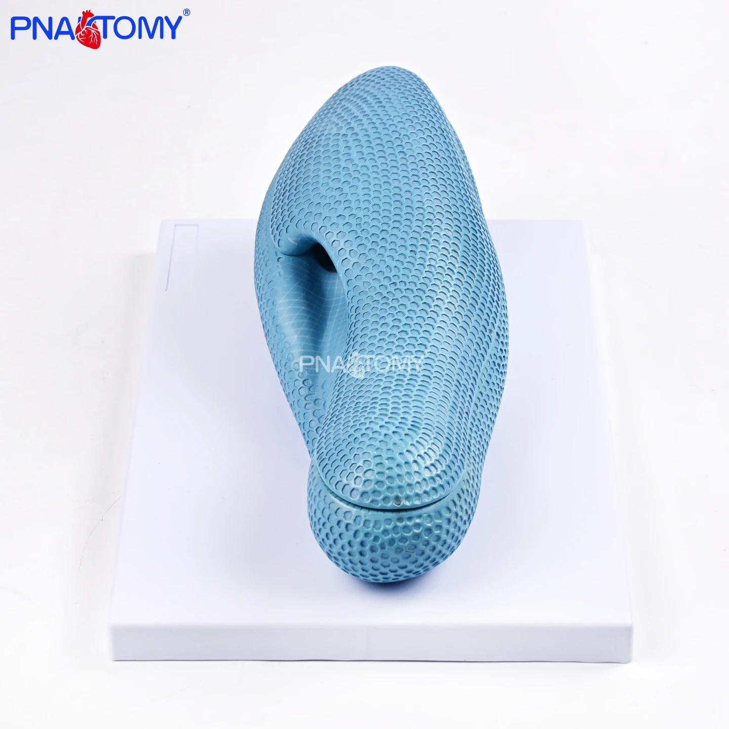 Native Protist Ciliate Protozoa Teaching Model, Detachable Structure, Enlarged Model with Nucleus and Cilia Structure Display Model, Biology Classroom Experimental Equipment, Medical School Zoology Training Teaching Aids, Science Popularization Display Mo
Native Protist Ciliate Protozoa Teaching Model, Detachable Structure, Enlarged Model with Nucleus and Cilia Structure Display Model, Biology Classroom Experimental Equipment, Medical School Zoology Training Teaching Aids, Science Popularization Display Mo