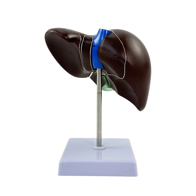 Human liver anatomy model of hilar hepatic vascular gallbladder bile duct structure medical internal organ teaching model
Human liver anatomy model of hilar hepatic vascular gallbladder bile duct structure medical internal organ teaching model