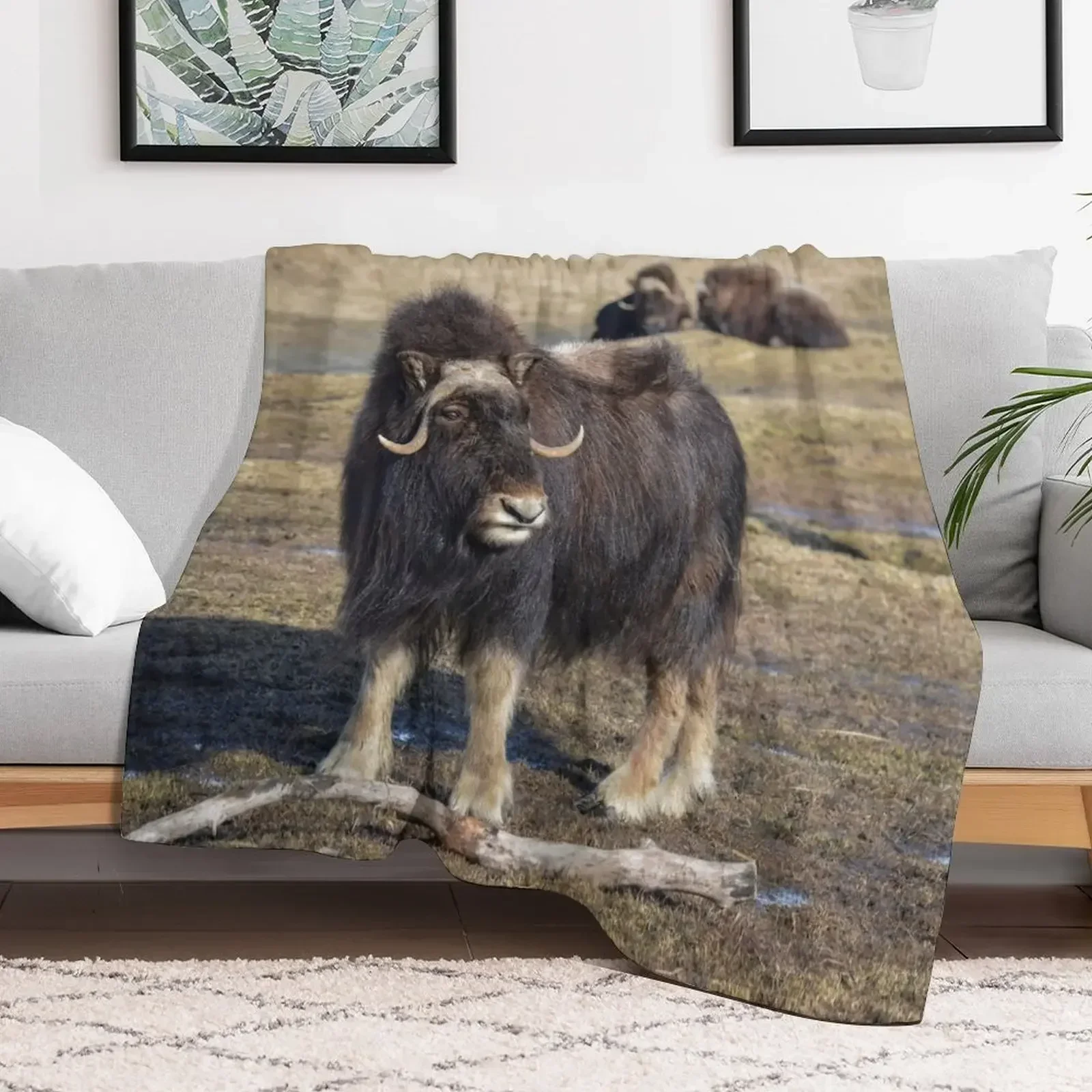 Одеяло Arctic Muskox Постельное белье Декоративные диваны Одеяла Пляжные дизайнерские одеяла
Одеяло Arctic Muskox Постельное белье Декоративные диваны Одеяла Пляжные дизайнерские одеяла