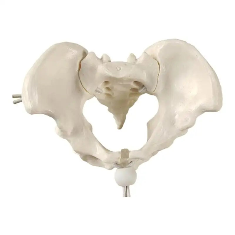 R53C Movable Female Pelvic Skeleton Model Midwifery Teaching Model Female Pelvis Model for Science Education
R53C Movable Female Pelvic Skeleton Model Midwifery Teaching Model Female Pelvis Model for Science Education