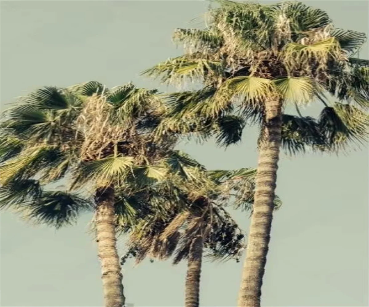 Custom size mural wallpaper Personalized 3D Tall palm trees background wall painter House decoration wallpaper
Custom size mural wallpaper Personalized 3D Tall palm trees background wall painter House decoration wallpaper