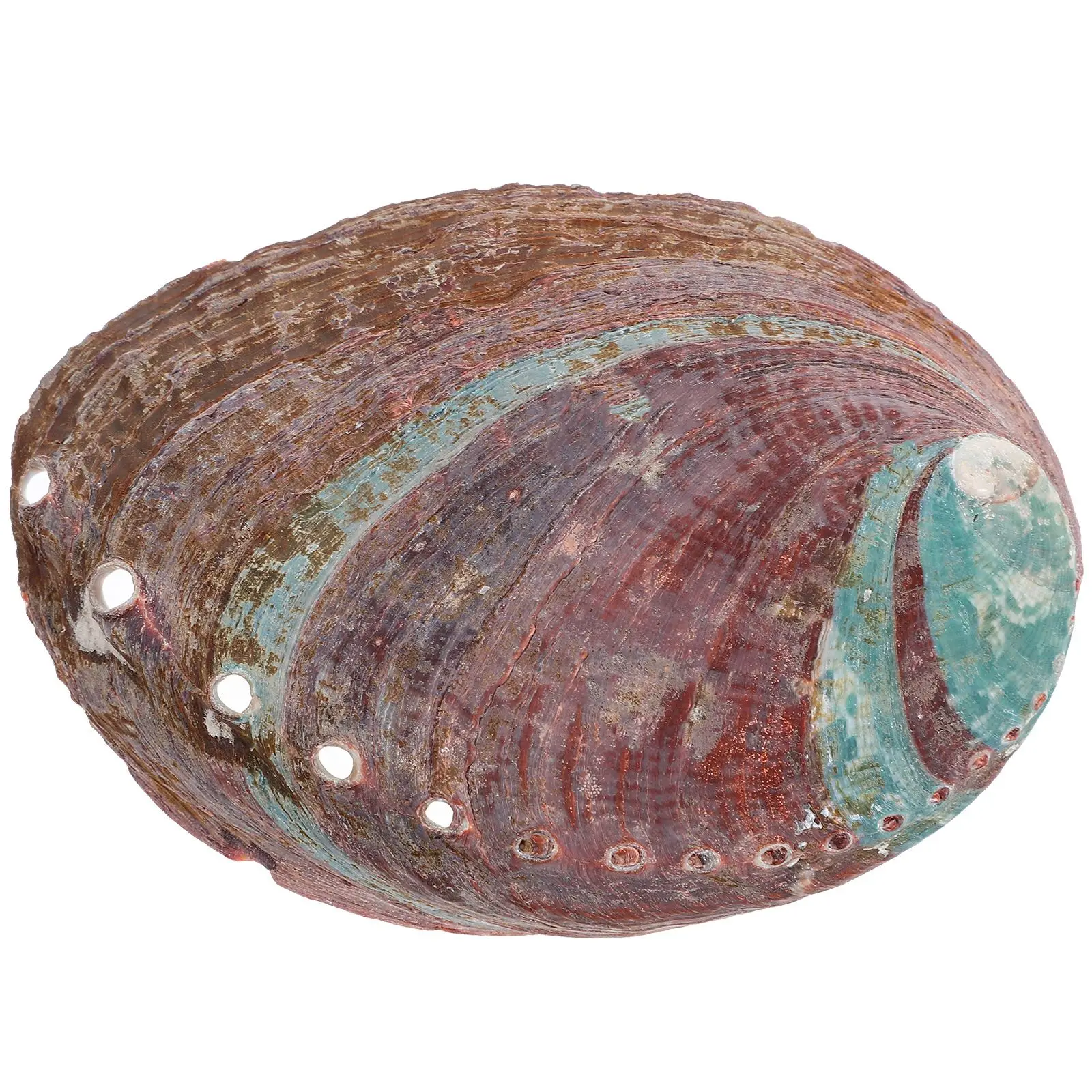 Abalone Shell Temple Burning Container Grass Burning Bowl Abalone Shell Craft Shell Ornament Shell Holder Aquarium Landscape
Abalone Shell Temple Burning Container Grass Burning Bowl Abalone Shell Craft Shell Ornament Shell Holder Aquarium Landscape