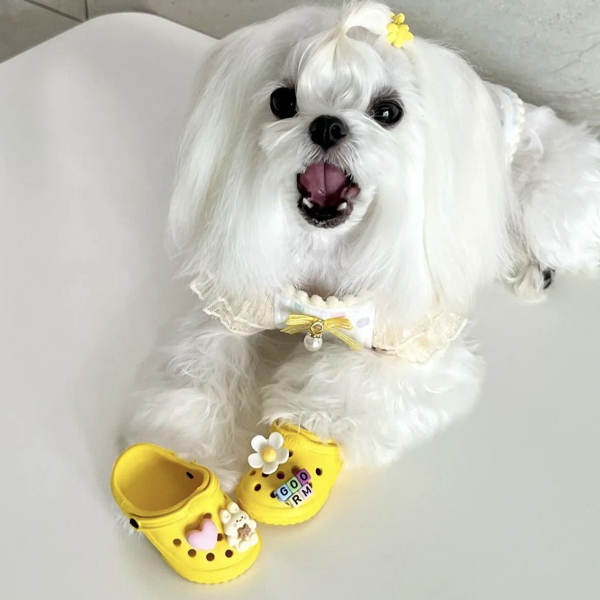Hot selling new wear-resistant and breathable pet dog shoes colorful dog hole shoes puppy beach shoes
Hot selling new wear-resistant and breathable pet dog shoes colorful dog hole shoes puppy beach shoes