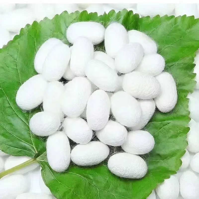 Natural White Silk Cut Cocoons Mulberry for Craft Jewelry DIY
Natural White Silk Cut Cocoons Mulberry for Craft Jewelry DIY