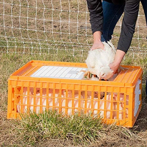 High Quality Large Plastic Foldable Live Chicken Crates Plastic Poultry Transport Crate Boxes
High Quality Large Plastic Foldable Live Chicken Crates Plastic Poultry Transport Crate Boxes