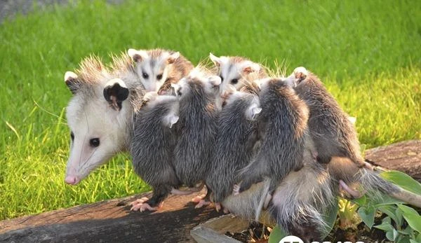 1 черный + 1 красный латунный штекер-банан для подключения аккумулятора RC-модели автомобиля
1 черный + 1 красный латунный штекер-банан для подключения аккумулятора RC-модели автомобиля