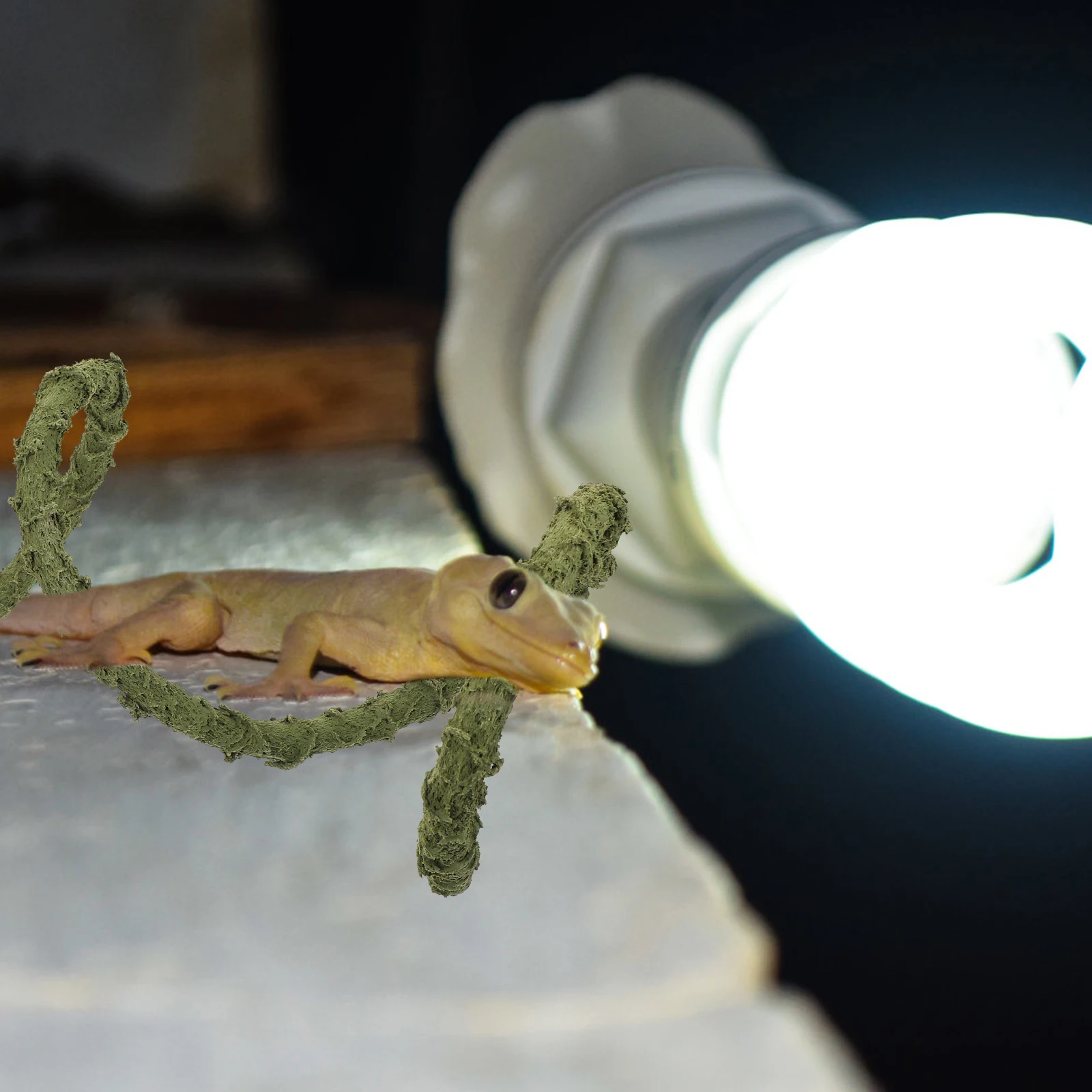 Climbing Imitation Reptile Tank Jungle Theme Fine Workmanship Durable Natural Appearance ABS for Terrarium Lizard Gecko Snake 
Climbing Imitation Reptile Tank Jungle Theme Fine Workmanship Durable Natural Appearance ABS for Terrarium Lizard Gecko Snake