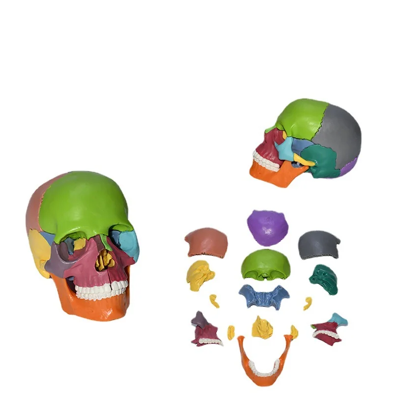 Medical Teaching Equipment, Skeleton Model, Removable 15 Parts 1/2 Color Anatomy Model PVC
Medical Teaching Equipment, Skeleton Model, Removable 15 Parts 1/2 Color Anatomy Model PVC
