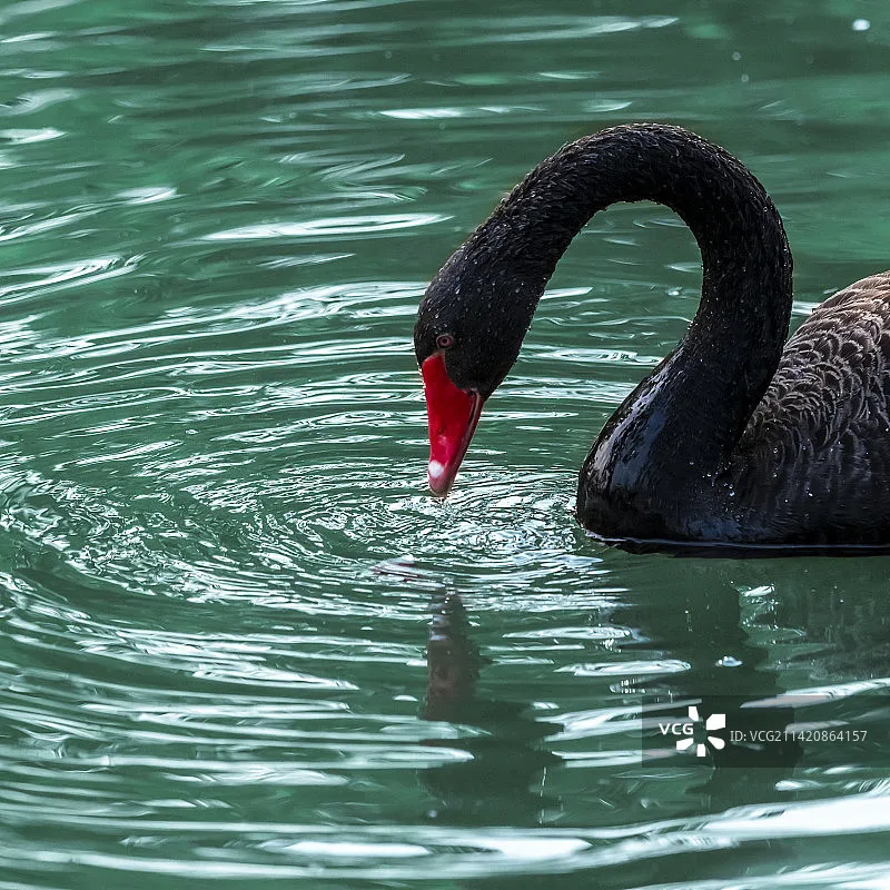 iFlight Nazgul DC5 V1.1 O4 Pro FPV Frame Kit 240mm Wheelbase with 5mm Arm for RC FPV Racing Drone
iFlight Nazgul DC5 V1.1 O4 Pro FPV Frame Kit 240mm Wheelbase with 5mm Arm for RC FPV Racing Drone