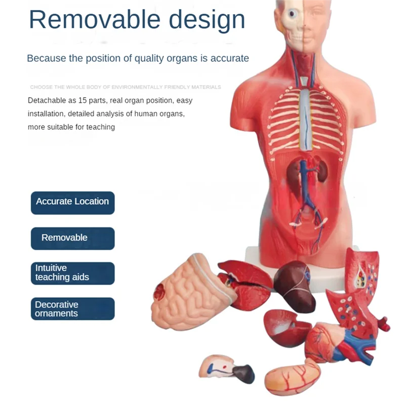 Torso Mannequin Anatomy Doll 15 Removable Parts Educational Organ Model Human Internal Organ Anatomy Model-AU47
Torso Mannequin Anatomy Doll 15 Removable Parts Educational Organ Model Human Internal Organ Anatomy Model-AU47