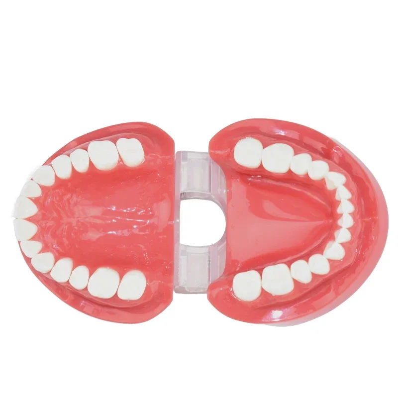Dental Teaching Tooth Model 7004 Normal Adult Tooth Model Oral Dentistry Medical Dental Products
Dental Teaching Tooth Model 7004 Normal Adult Tooth Model Oral Dentistry Medical Dental Products