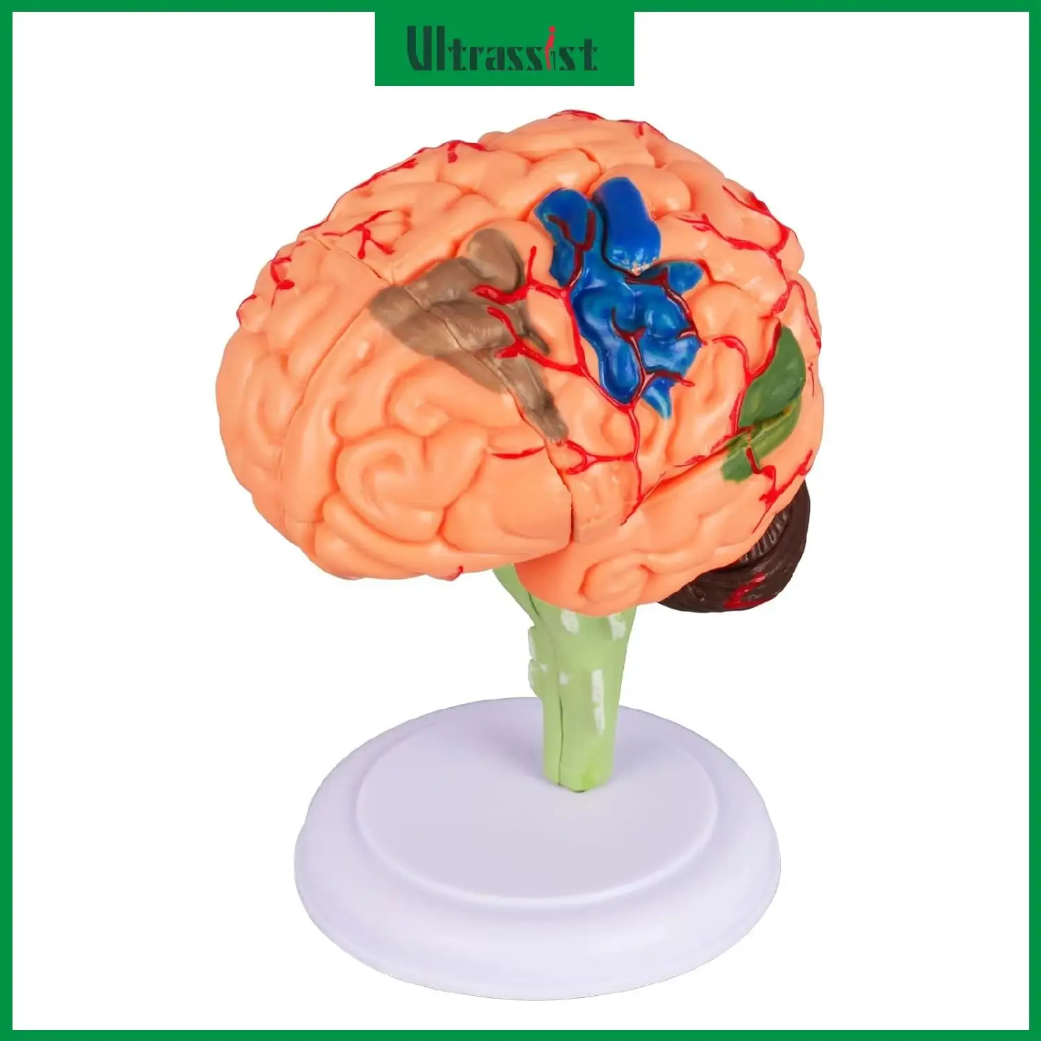 Ultrassist Human Brain Anatomical Model Detachable Neuro Health Display Hands-on Assembly for Science Classroom Teaching Gifts
Ultrassist Human Brain Anatomical Model Detachable Neuro Health Display Hands-on Assembly for Science Classroom Teaching Gifts