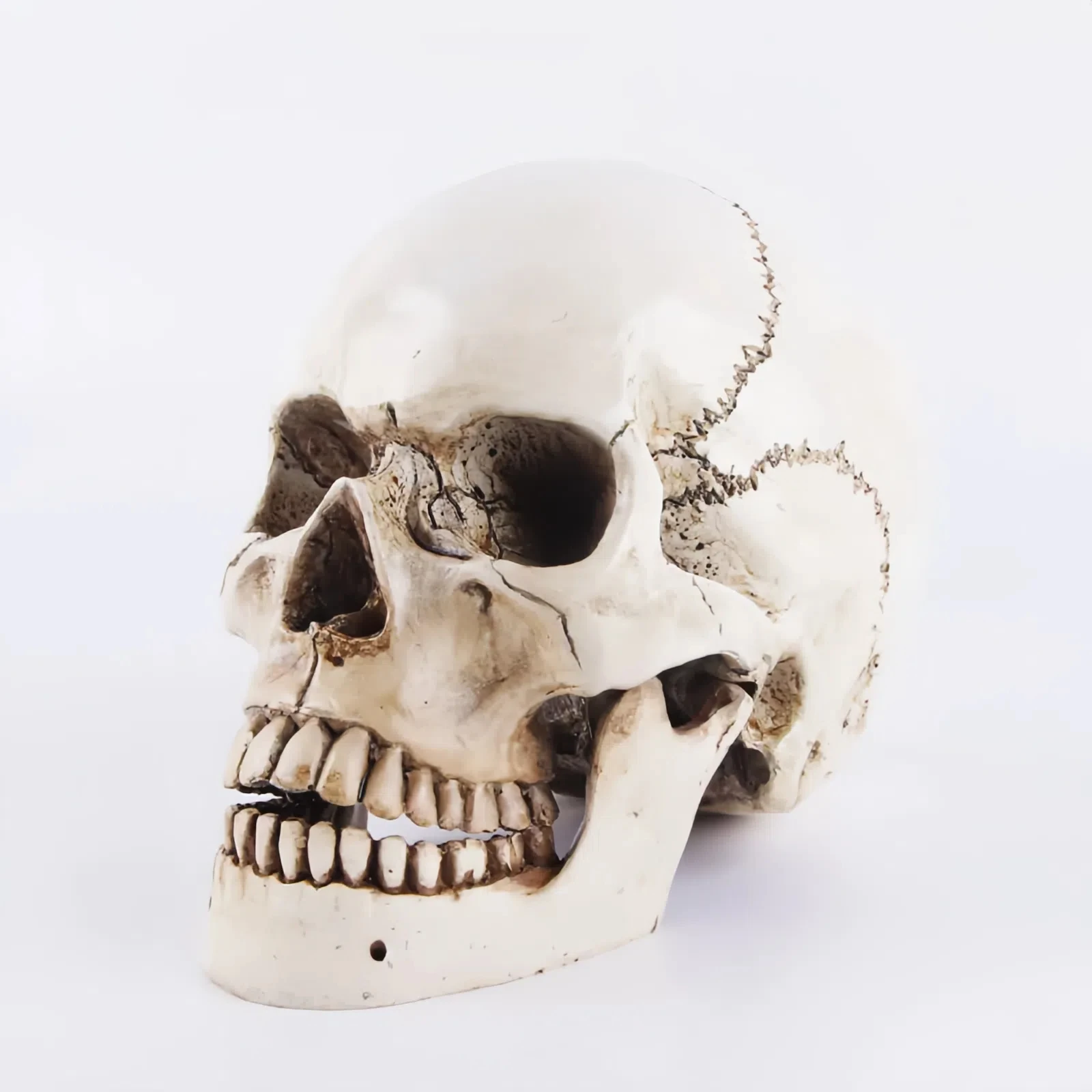 1:1 Human Head Skull Statue for Home Decor Resin Figurines Halloween Decoration Sculpture Medical Teaching Sketch Model Crafts
1:1 Human Head Skull Statue for Home Decor Resin Figurines Halloween Decoration Sculpture Medical Teaching Sketch Model Crafts
