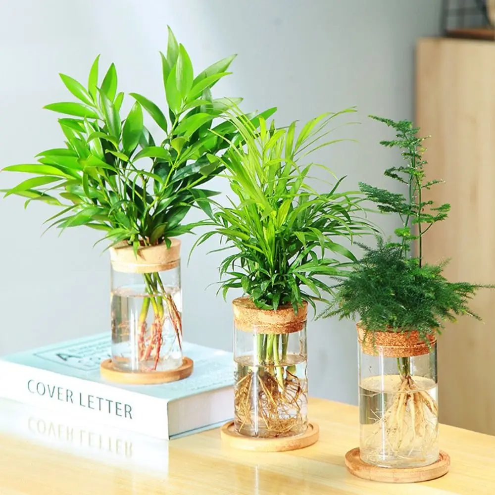Decoration Mini Hydroponic Flower Pot Creative Transparent Home Glass Vase Soilless Potted Terrarium
Decoration Mini Hydroponic Flower Pot Creative Transparent Home Glass Vase Soilless Potted Terrarium