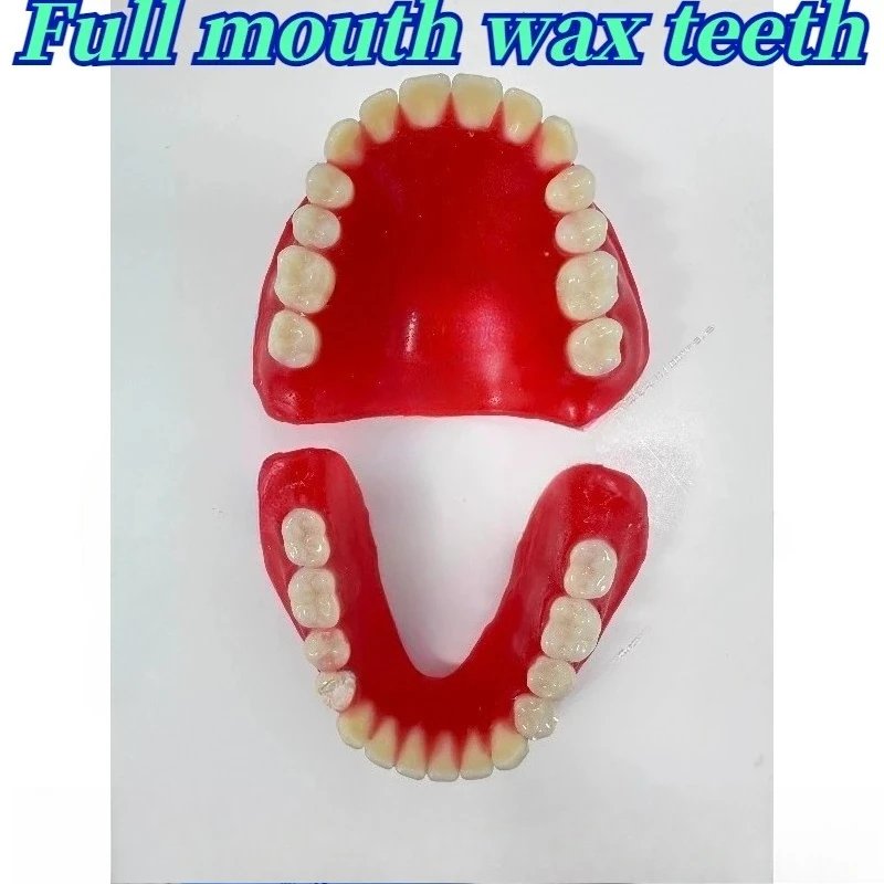High Quality Full Senior Teeth Full Teeth Model Display Supplies Full Dentures Removable Dentures
High Quality Full Senior Teeth Full Teeth Model Display Supplies Full Dentures Removable Dentures