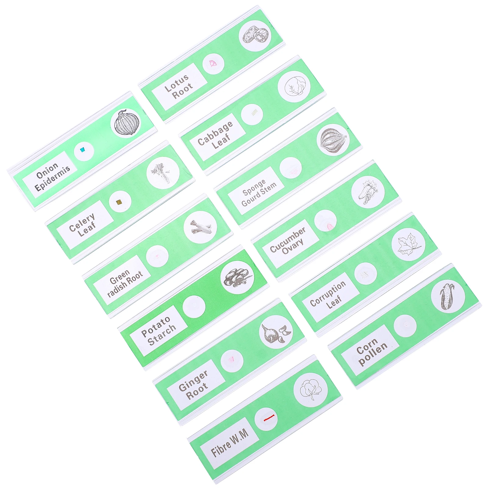 12 Pcs Microscope Accessories Prepared Slides Kids Vegetable ABS Samples Plastic Teaching Equipment Safe Smooth
12 Pcs Microscope Accessories Prepared Slides Kids Vegetable ABS Samples Plastic Teaching Equipment Safe Smooth