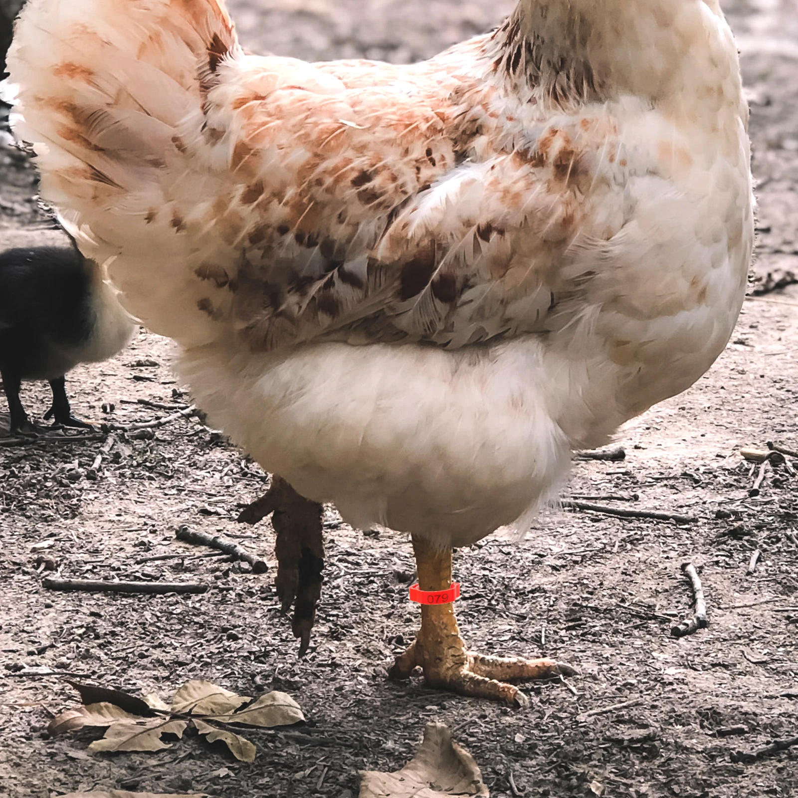 200Pcs Chicken Leg Bands Numbered 1100 Poultry Identification Tags Practical Durable Lightweight Pigeon Feet Rings Farm Supplies
200Pcs Chicken Leg Bands Numbered 1100 Poultry Identification Tags Practical Durable Lightweight Pigeon Feet Rings Farm Supplies