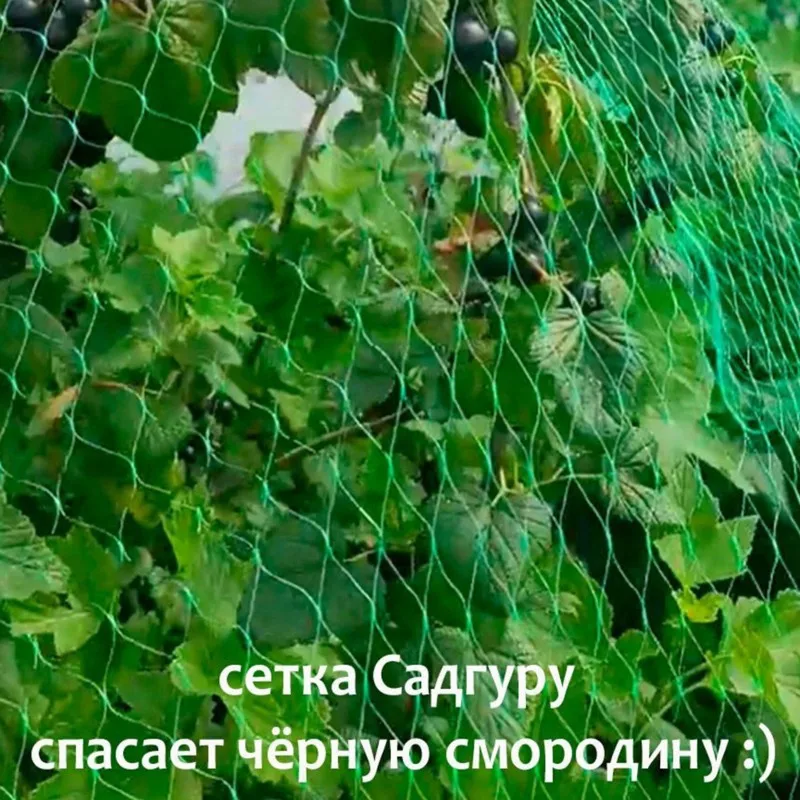 Сетка для защиты от птиц 15x15 мм, 2x30 м, зеленая, для деревьев, кустарников, ягод, саженцев и других растений
Сетка для защиты от птиц 15x15 мм, 2x30 м, зеленая, для деревьев, кустарников, ягод, саженцев и других растений