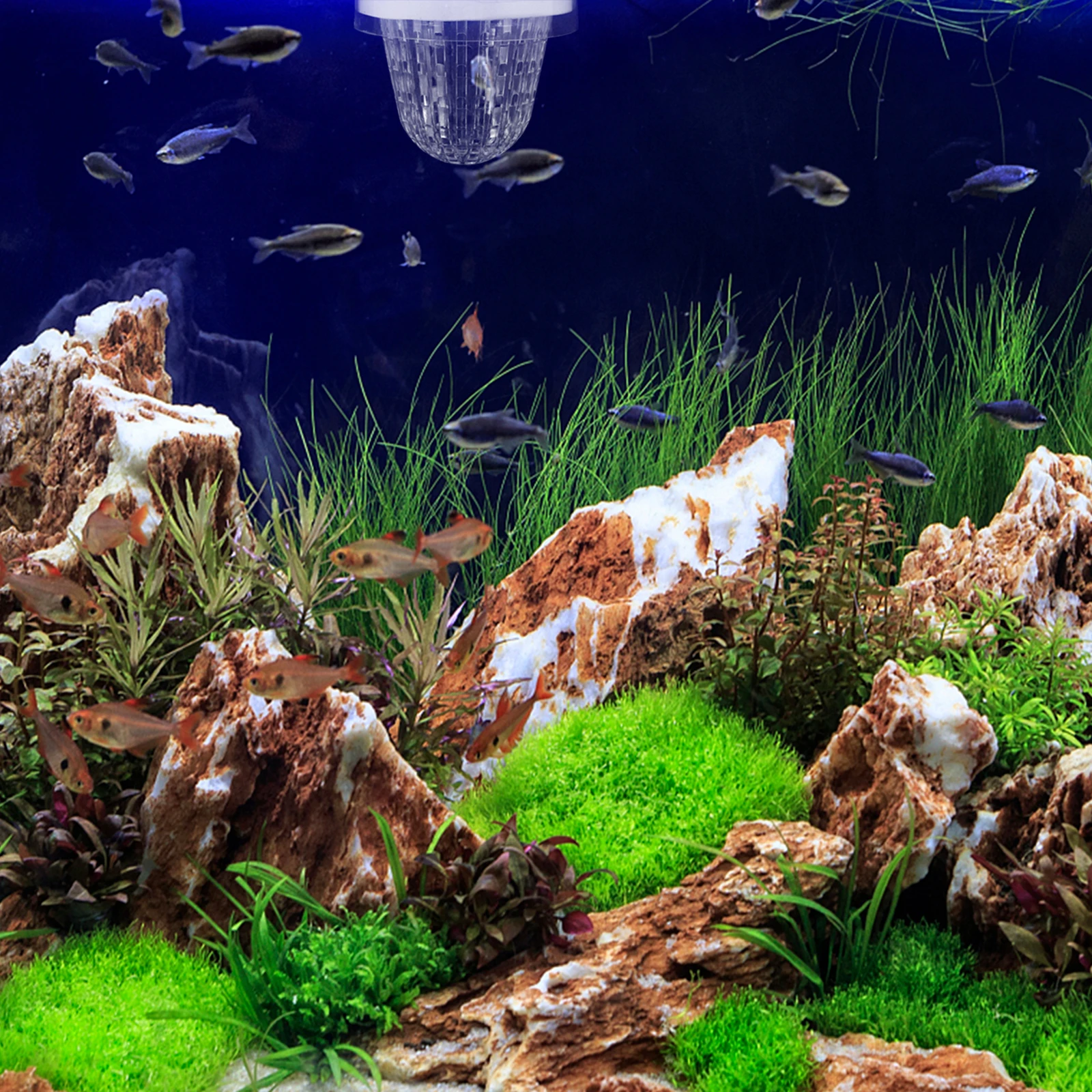 Fish Tank Isolation Plastic Breeding Box for Fish Egg Hatchery Aquarium Nursery Baby Fishes Shrimp Separator Box
Fish Tank Isolation Plastic Breeding Box for Fish Egg Hatchery Aquarium Nursery Baby Fishes Shrimp Separator Box