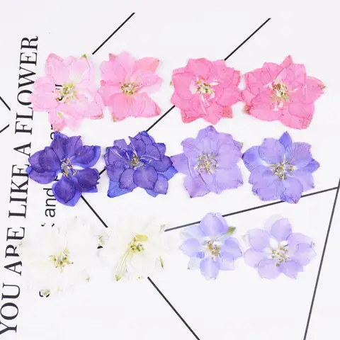 60X Pressed Dried Natural Consolida Ajacis Flowers Plants Herbarium For Jewelry Phone Case Photo Frame Postcard Scrapbook DIY