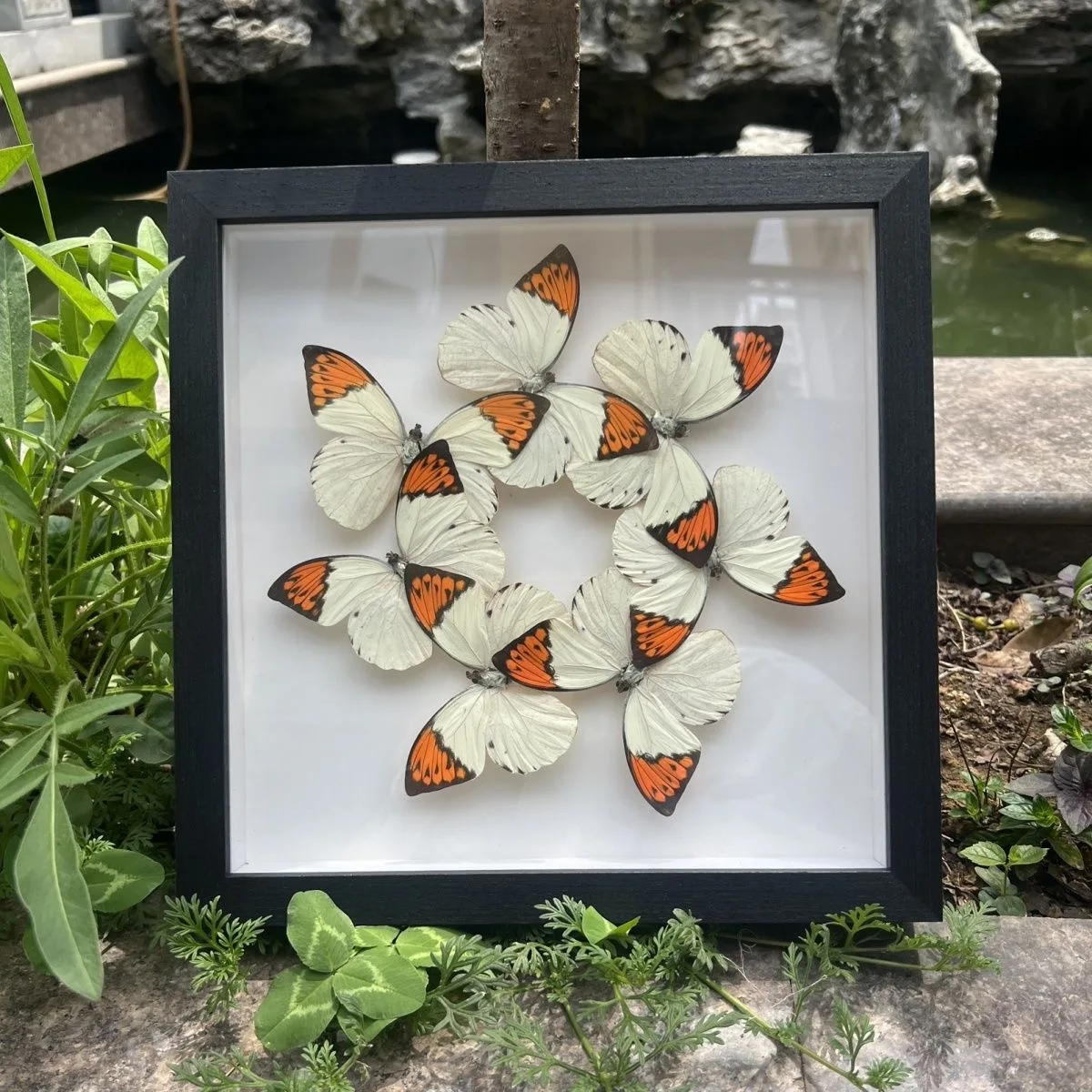 1PC Platter Butterfly Specimen Home Decoration 3D Ornament Gift Birthday Gift Teaching Creative Gift (Orange-barred Jezebel)
1PC Platter Butterfly Specimen Home Decoration 3D Ornament Gift Birthday Gift Teaching Creative Gift (Orange-barred Jezebel)