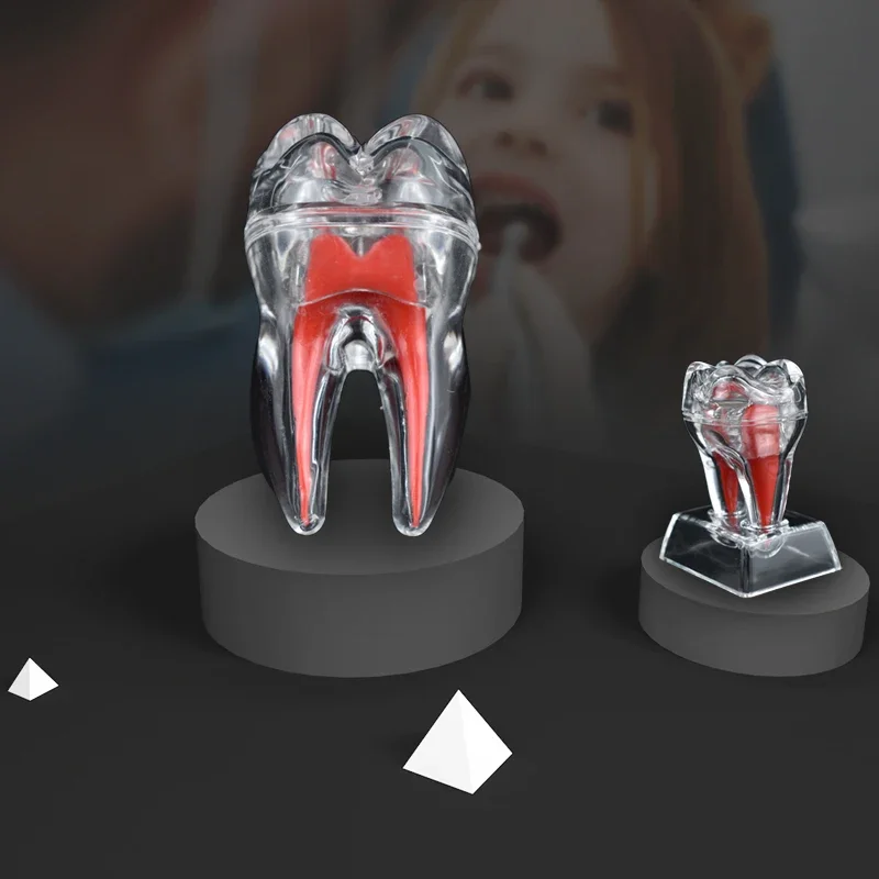 Transparent Dental Anatomical Single Tooth Decomposition Technician Teaching Practice Studying Model
Transparent Dental Anatomical Single Tooth Decomposition Technician Teaching Practice Studying Model