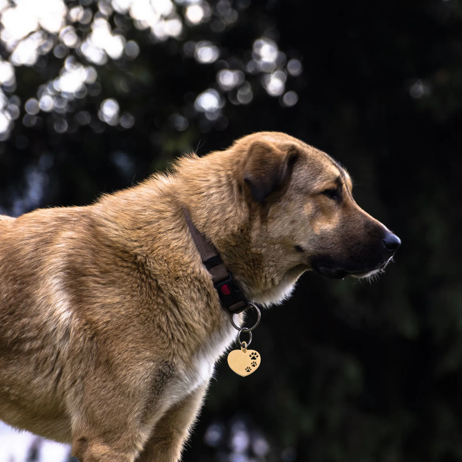 10Pcs Dog Tag Blank Heart Hollow Durable Pet Collar Charms Engraving Identification Tags Puppy Name Tags for Dogs
10Pcs Dog Tag Blank Heart Hollow Durable Pet Collar Charms Engraving Identification Tags Puppy Name Tags for Dogs