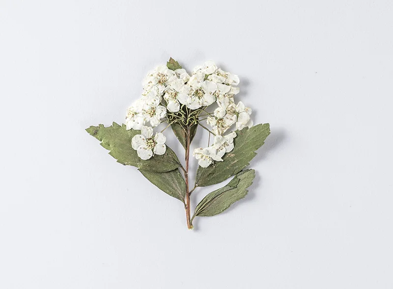 60Pcs Small Daffodils with Stems, Pressed Flower Specimens, Bookmarks, Real Leaves, Real Flower Stickers, Eternal Flower Materials
60Pcs Small Daffodils with Stems, Pressed Flower Specimens, Bookmarks, Real Leaves, Real Flower Stickers, Eternal Flower Materials