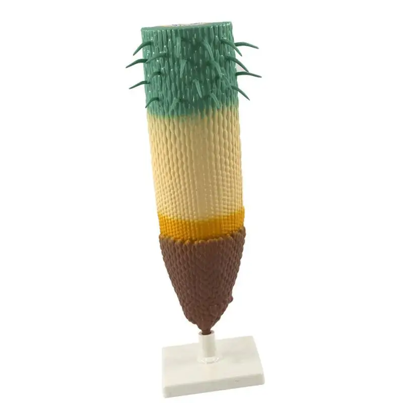 Root Profile Model Plant Root System Anatomical Model for Students Classroom
Root Profile Model Plant Root System Anatomical Model for Students Classroom