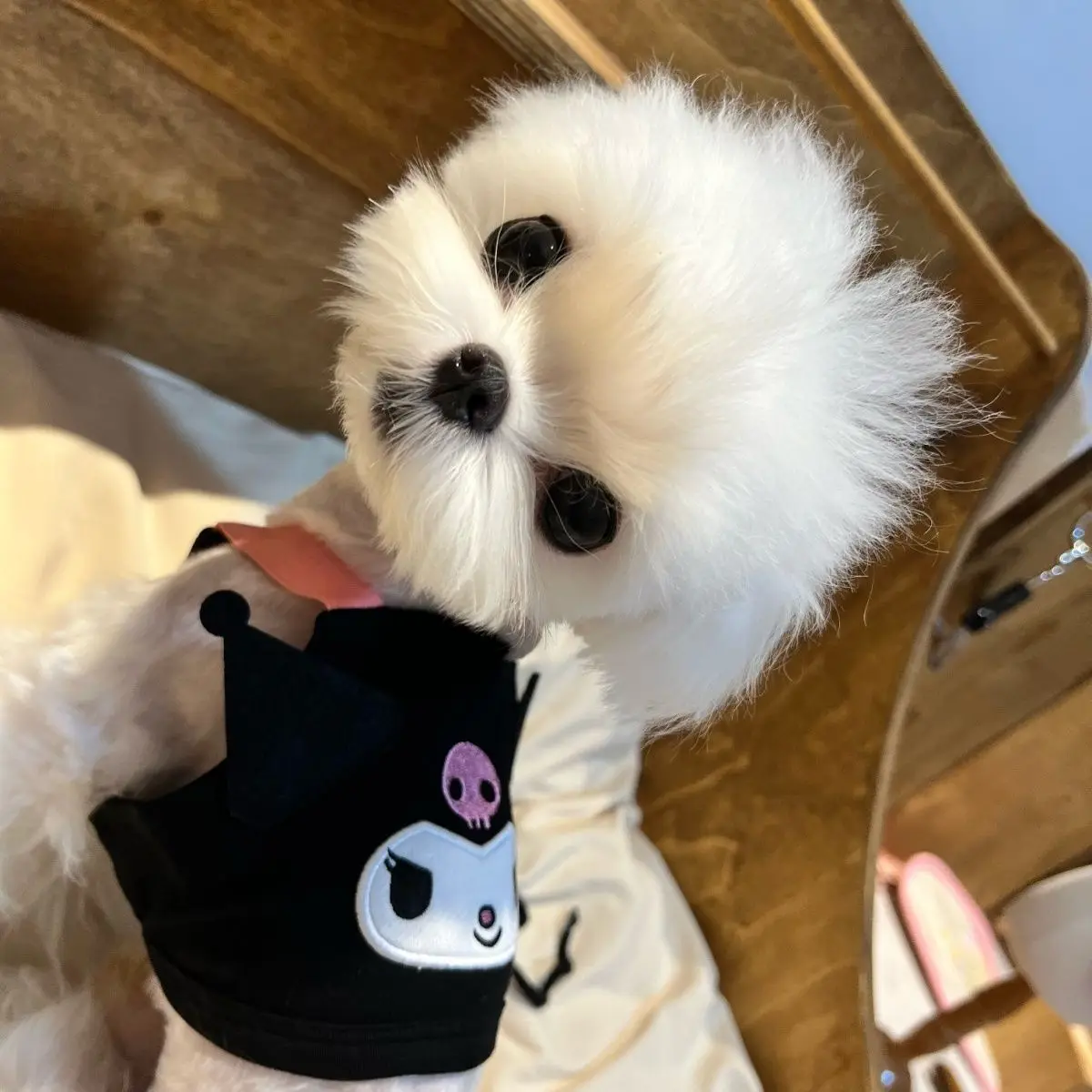 Cartoon Sanrio Cat and Dog Undershirt Sling Kuromi Accessories Cute Kawaii Anime Pet Clothes Anti-Shedding Toys for Girls Gift
Cartoon Sanrio Cat and Dog Undershirt Sling Kuromi Accessories Cute Kawaii Anime Pet Clothes Anti-Shedding Toys for Girls Gift