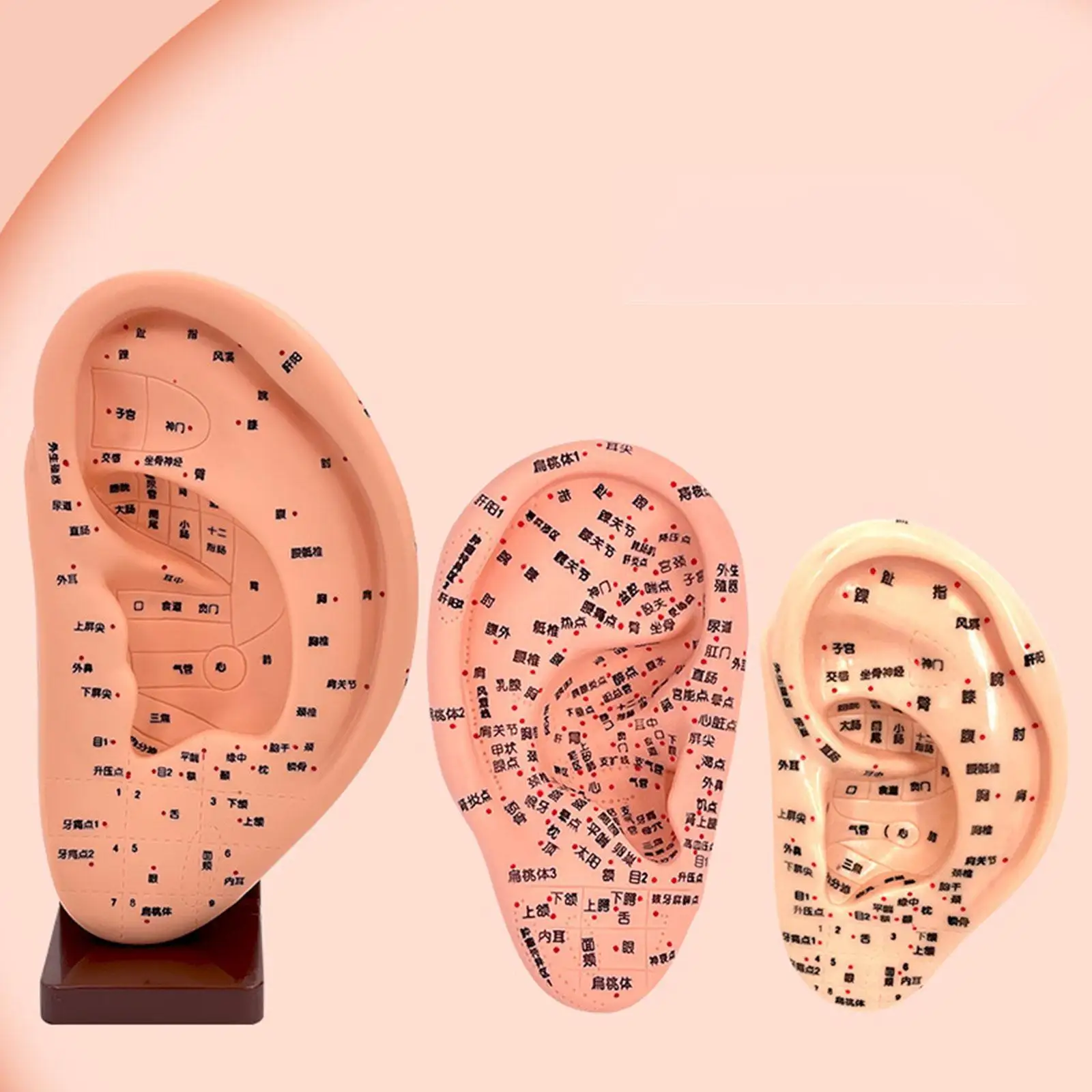 Ear Acupoint Model Reflexology Practice Piercing Tool Teaching Aid Multipurpose Simulation Display Chinese Medical Meridians
Ear Acupoint Model Reflexology Practice Piercing Tool Teaching Aid Multipurpose Simulation Display Chinese Medical Meridians