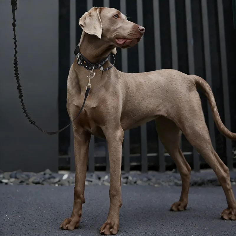 Hands Free Dog Leash Dual Handle Bungee Leash for Running Jogging Hiking and Walking for Medium Large Dogs Reflective Dog Leash
Hands Free Dog Leash Dual Handle Bungee Leash for Running Jogging Hiking and Walking for Medium Large Dogs Reflective Dog Leash