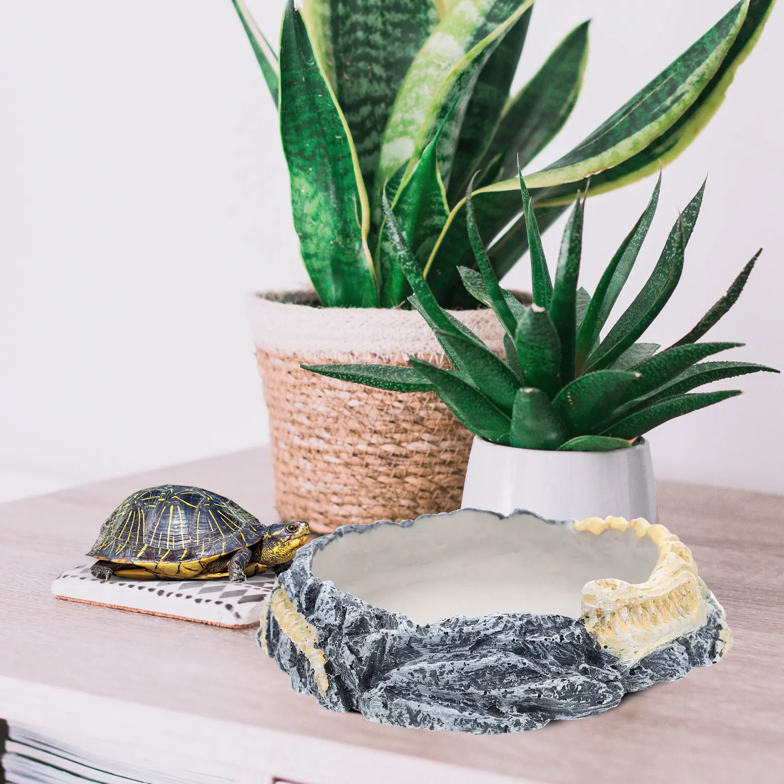 Premium Resin Reptile Feeding Bowl for Geckos Lizards Turtles Iguanas Spiders Snakes Horned Frogs Non-Slip Decorative
Premium Resin Reptile Feeding Bowl for Geckos Lizards Turtles Iguanas Spiders Snakes Horned Frogs Non-Slip Decorative