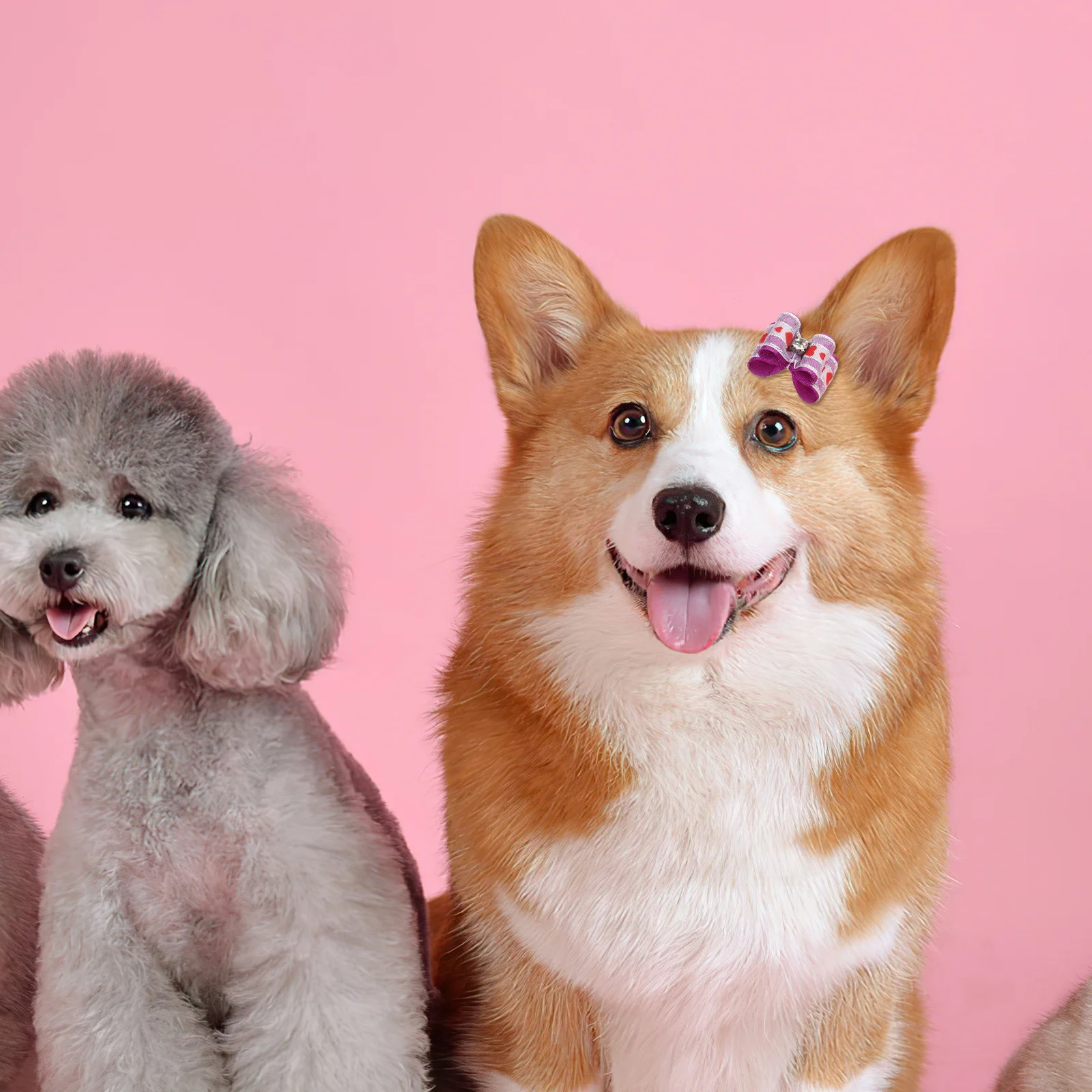 10Pcs Bowknot Hairpins for Dogs Premium Pet Hair Clips Secure Hold Puppy Hair Accessories for Daily Use Gift Idea
10Pcs Bowknot Hairpins for Dogs Premium Pet Hair Clips Secure Hold Puppy Hair Accessories for Daily Use Gift Idea