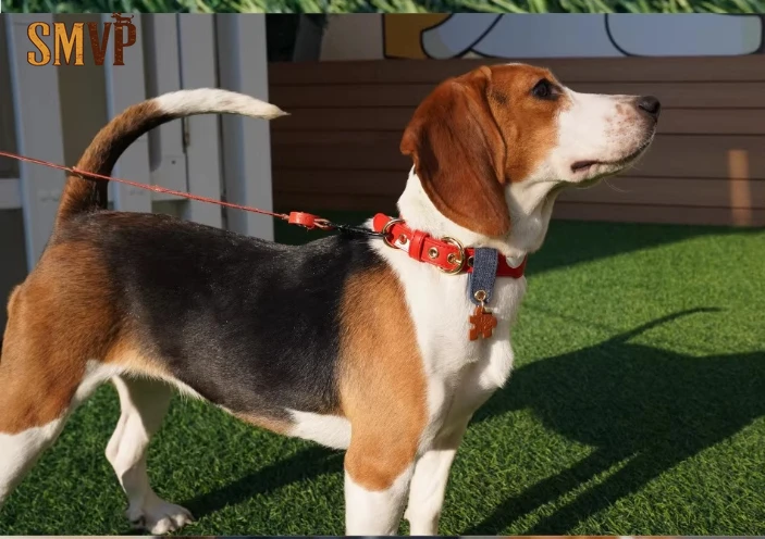Original Design Red and White Polka Dot Pu Leather Retro Sweet Style Pet Small Medium and Large Dog Collar Can Be Towed
Original Design Red and White Polka Dot Pu Leather Retro Sweet Style Pet Small Medium and Large Dog Collar Can Be Towed