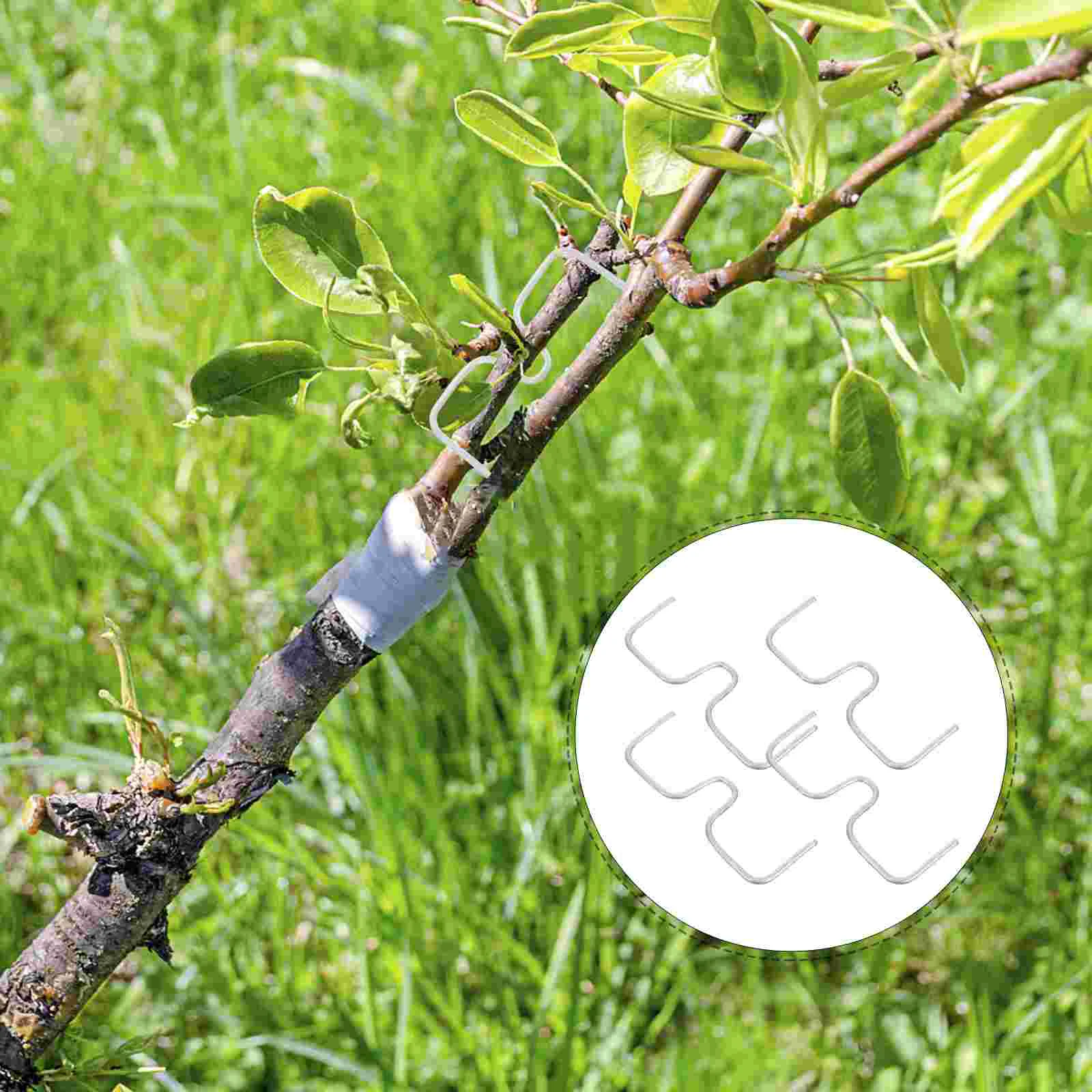 14 Pcs Branch Shaper Tree Puller Fruit Spreaders Support Plant Galvanized Iron Benders Plants
14 Pcs Branch Shaper Tree Puller Fruit Spreaders Support Plant Galvanized Iron Benders Plants