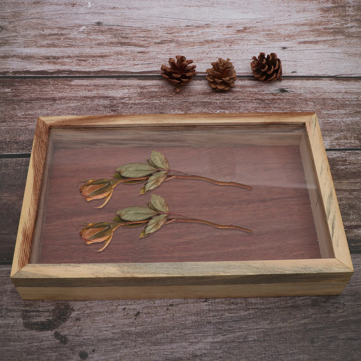 Specimen Plant Cage Capture Insect Box Kit Education Bug Capture Tool Wooden Display Box Easy Fix Base Prevent Knock
Specimen Plant Cage Capture Insect Box Kit Education Bug Capture Tool Wooden Display Box Easy Fix Base Prevent Knock