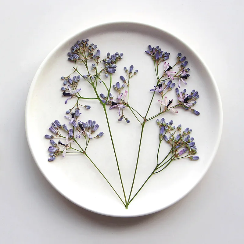 36Pcs Neem Tree Flower Branches and Dried Flower Specimens Resin Jewelry Pressed Flower Bookmarks Photo Frame Leaf Painting DIY Materials
36Pcs Neem Tree Flower Branches and Dried Flower Specimens Resin Jewelry Pressed Flower Bookmarks Photo Frame Leaf Painting DIY Materials