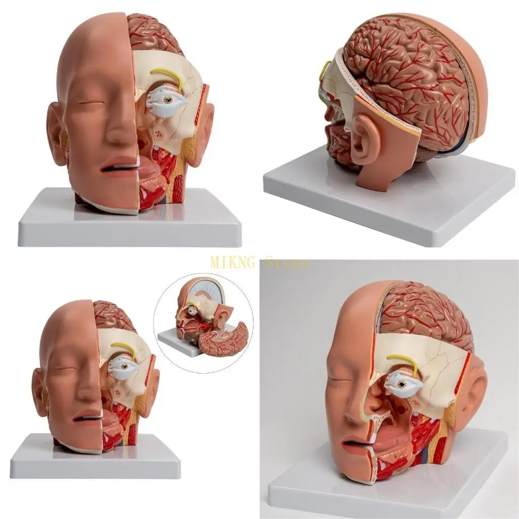 Human Anatomy Model Anatomical Model Model Detachable Anatomical Model for Study, Lecture Report best sale
Human Anatomy Model Anatomical Model Model Detachable Anatomical Model for Study, Lecture Report best sale