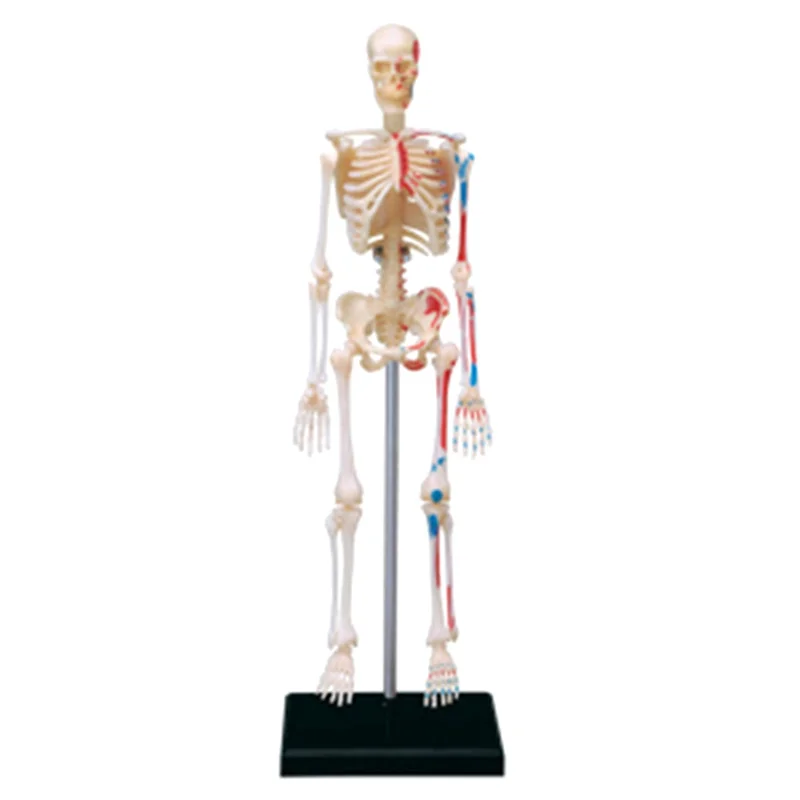 -A61K -Torso Модель человеческого тела Съемные детали Учебные органы Модель для обучения студентов класса
-A61K -Torso Модель человеческого тела Съемные детали Учебные органы Модель для обучения студентов класса