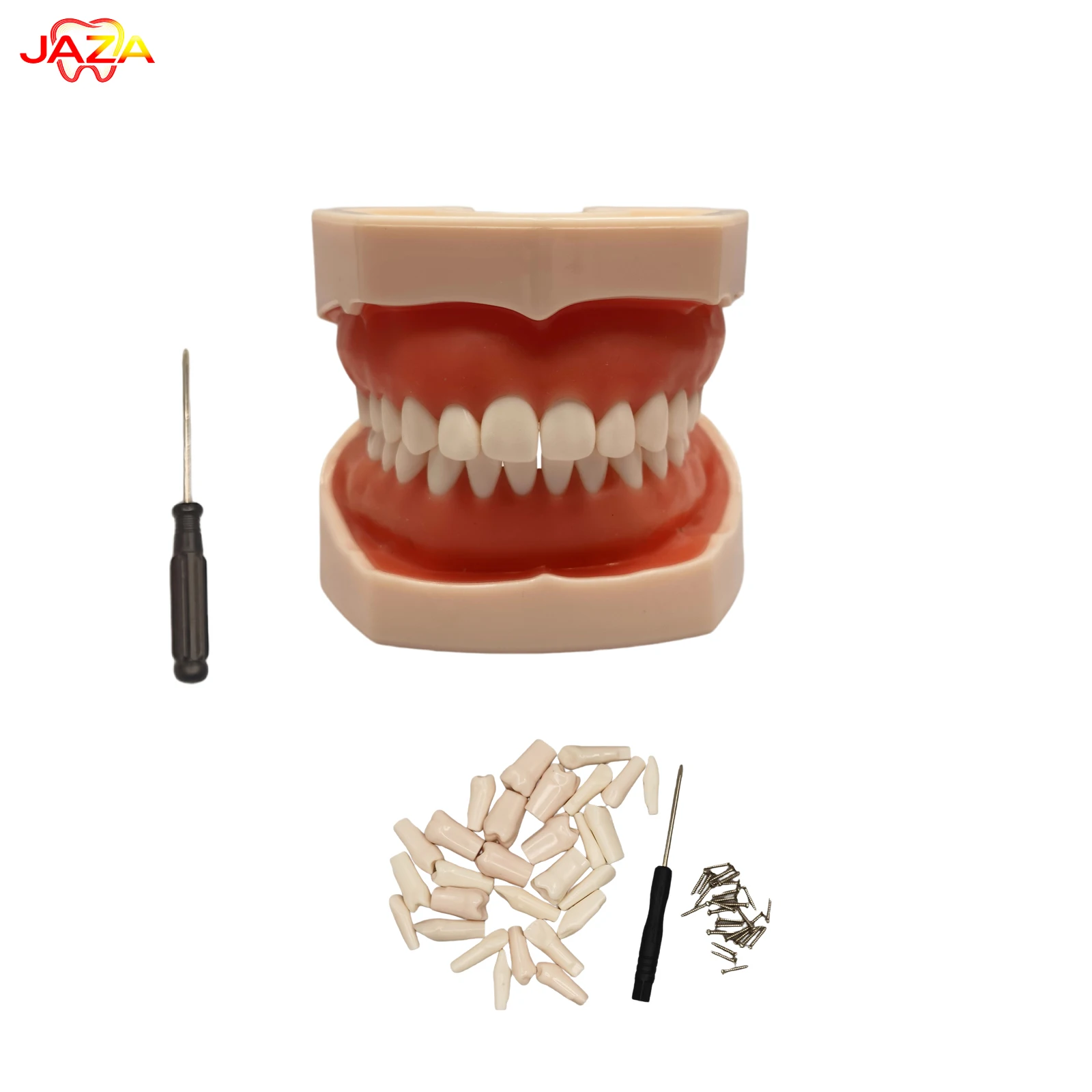 28Teeth Soft Gum Resin Typodont Teeth Model Dental Teaching Model for Dentist Practice Studying Tool Dental Demonstration Model
28Teeth Soft Gum Resin Typodont Teeth Model Dental Teaching Model for Dentist Practice Studying Tool Dental Demonstration Model